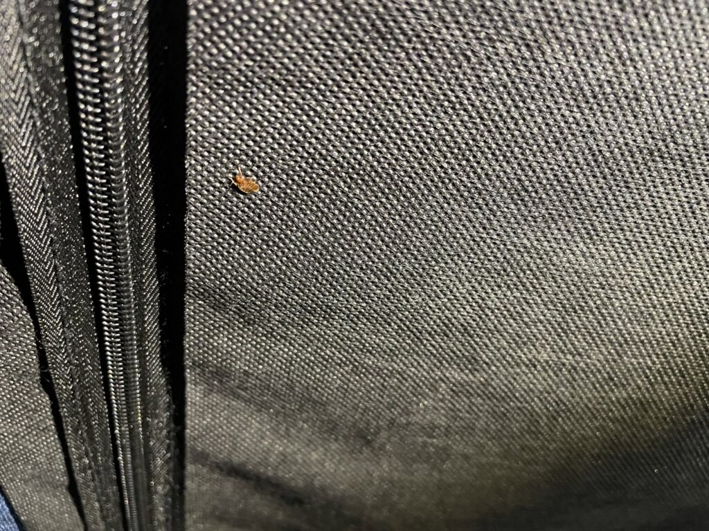 A single bed bug visible on a black fabric surface, showing a pest issue addressed by Pike Creek Exterminating in Kenosha, WI.