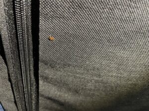 A single bed bug visible on a black fabric surface, showing a pest issue addressed by Pike Creek Exterminating in Kenosha, WI.