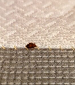 A close-up of a single bed bug crawling on a mattress seam, indicating a pest problem addressed by Grand Rapids Pest Control in Grand Rapids, MI.