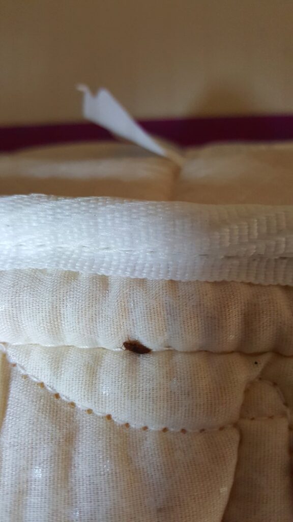 A single bed bug found on a mattress seam during an inspection by Superior Pest Management in Kannapolis, NC.