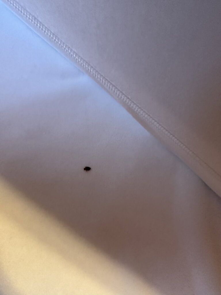 A single bed bug visible on a clean white mattress, indicating a pest problem that Power Pest Solutions in Knoxville, TN can resolve.