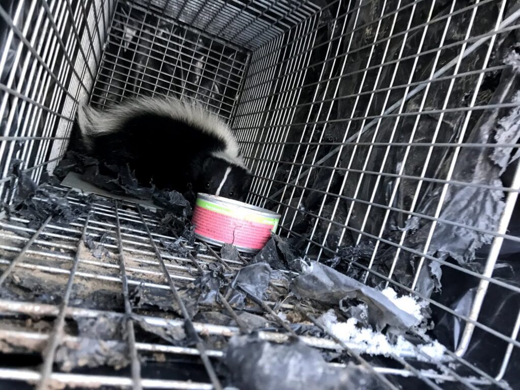 A skunk safely captured in a live trap for removal by Solid Pest Solutions in Bend, OR.