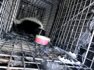 A skunk safely captured in a live trap for removal by Solid Pest Solutions in Bend, OR.