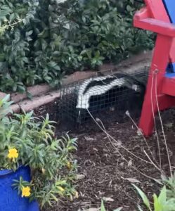 A skunk safely caught in a live trap in a garden by Animal Boy Trapping Services LLC in Long Beach, CA.