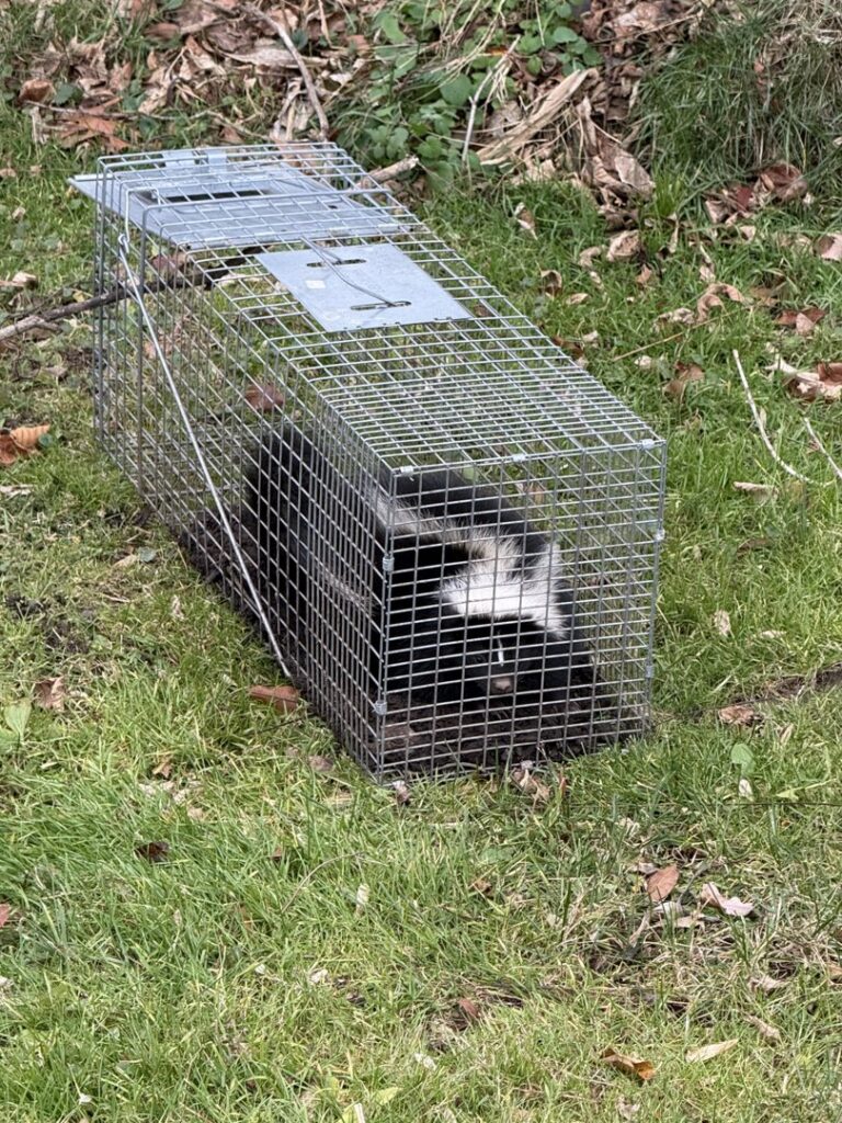 A skunk safely captured in a live trap as part of wildlife control services by Genesis Termite and Pest Control in New Holland, PA.