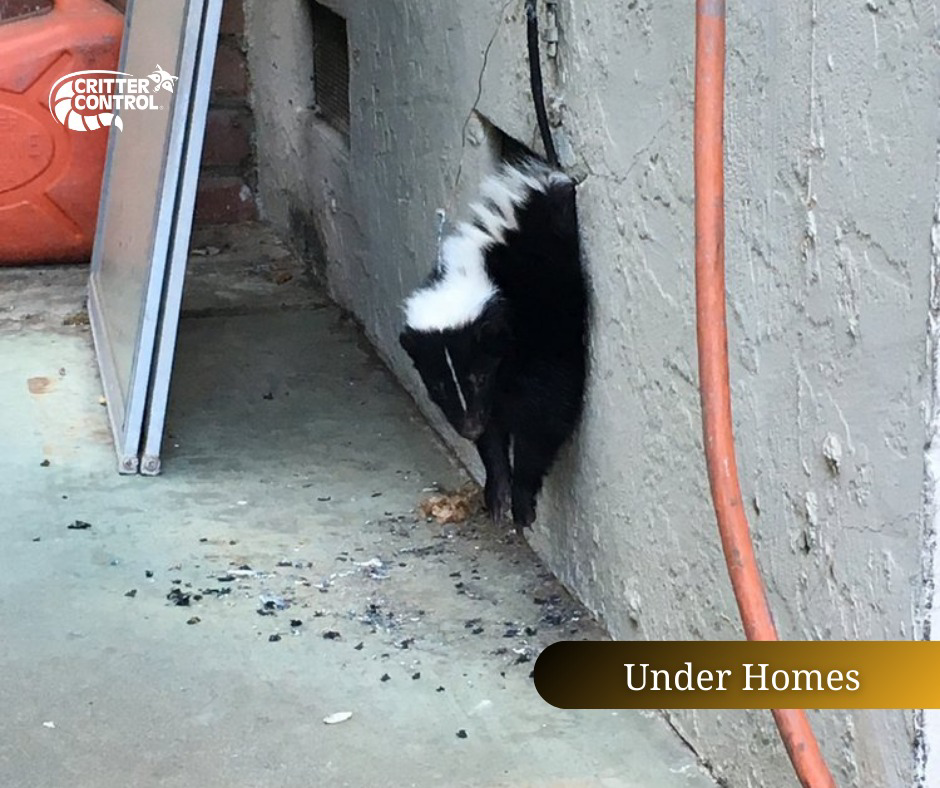 A skunk near a home's foundation, indicating a wildlife control issue addressed by Critter Control of Charleston, SC.