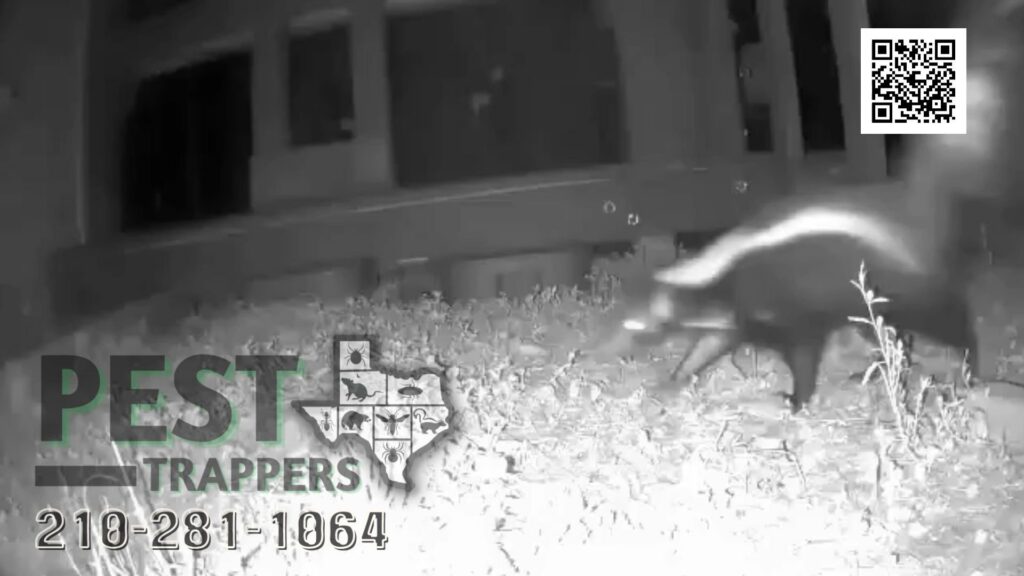 A skunk walking through grass at night, captured during wildlife control assessment by Pest Trappers in San Antonio, TX.