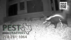 A skunk walking through grass at night, captured during wildlife control assessment by Pest Trappers in San Antonio, TX.