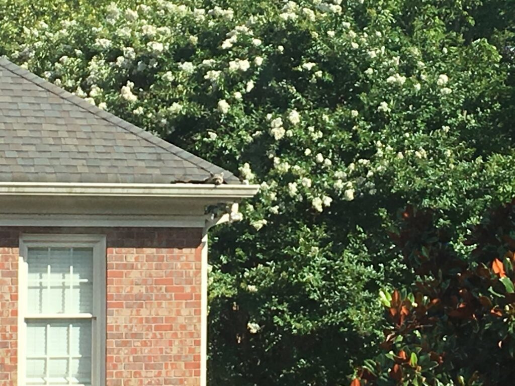 A small animal spotted on a roof gutter, indicating a wildlife inspection for Complete Animal Removal USA in Louisville, KY.