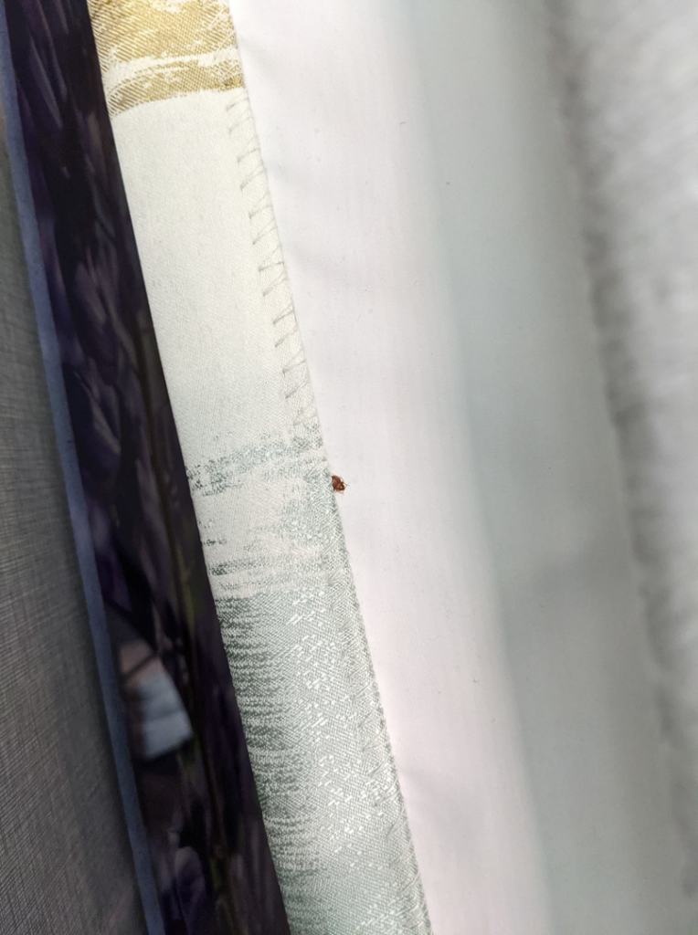 A small bug, possibly a ladybug, on a white curtain, indicating a pest issue for Capitol Pest Management Inc. in Boise, ID