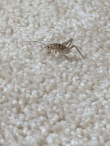 A small cricket-like insect on a white carpet, indicating an indoor pest issue addressed by Patriot Mosquito in Minot, ND.