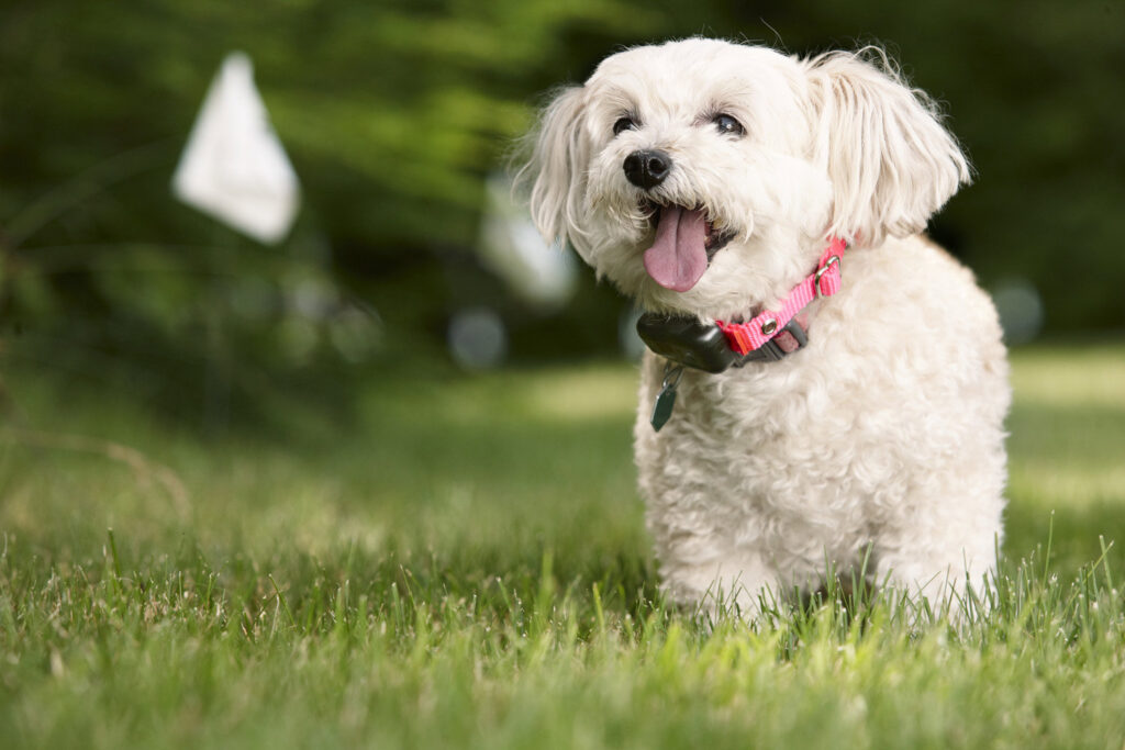 Small white dog with receiver collar and blurred hidden fence boundary flags from DogWatch of Greater Charleston, Mount Pleasant, SC.