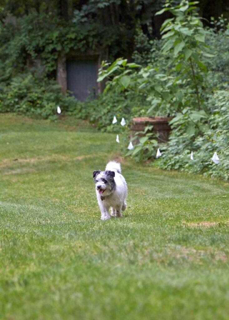 Small white and black dog walking in a yard marked with hidden fence boundary flags by DogWatch of Greater Charleston, Mount Pleasant, SC.