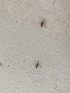 Small flying insects, possibly gnats or mosquitoes, visible on a light-colored wall, a pest issue for General Pest Solutions in Summerville, SC.