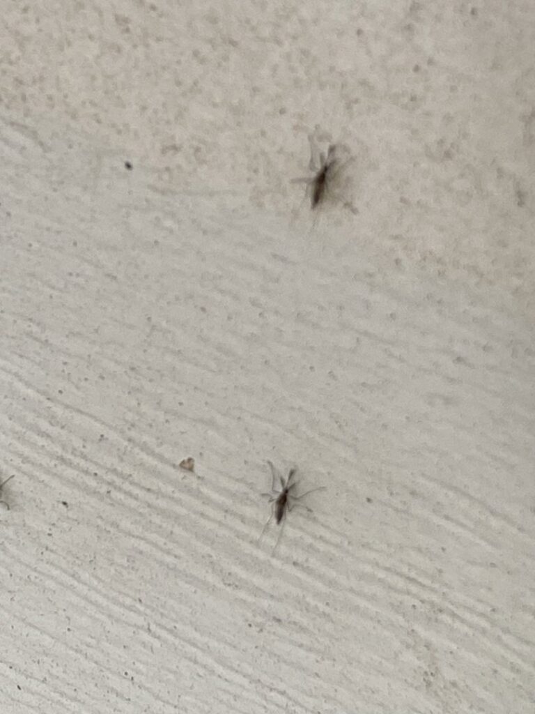 Small flying insects, possibly gnats or mosquitoes, visible on a light-colored wall, a pest issue for General Pest Solutions in Summerville, SC.