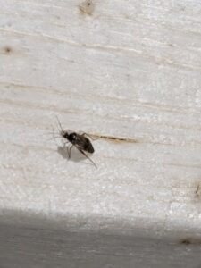 A small gnat or fly on a white wooden surface, indicating a nuisance insect, by Blue Rose Pest Control in Fremont, NE.