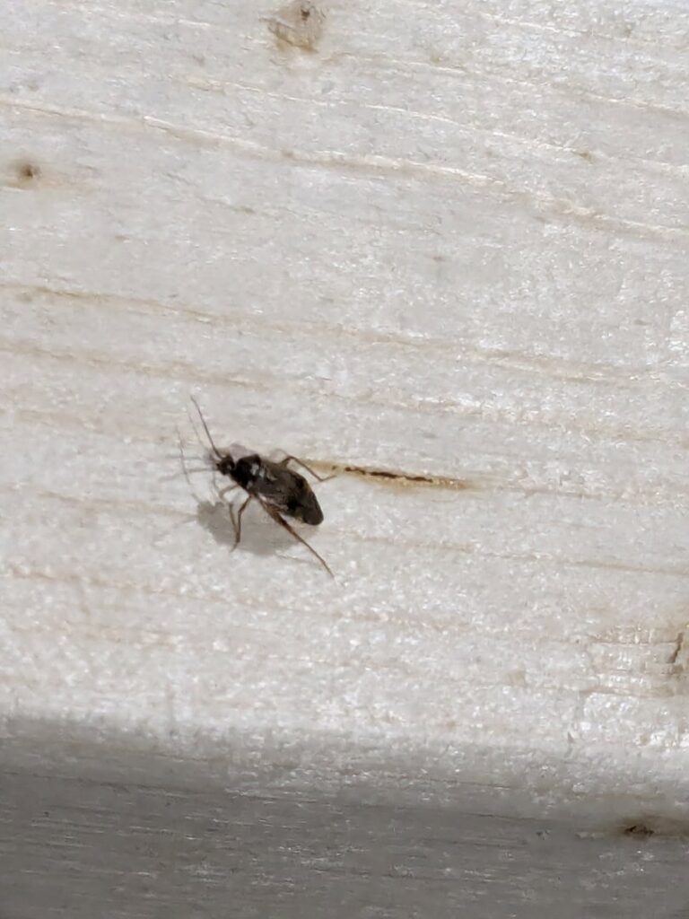 A small gnat or fly on a white wooden surface, indicating a nuisance insect, by Blue Rose Pest Control in Fremont, NE.
