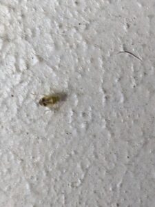 A small, light-colored insect, possibly a cockroach nymph, on a textured white surface, by Blue Rose Pest Control in Fremont, NE.