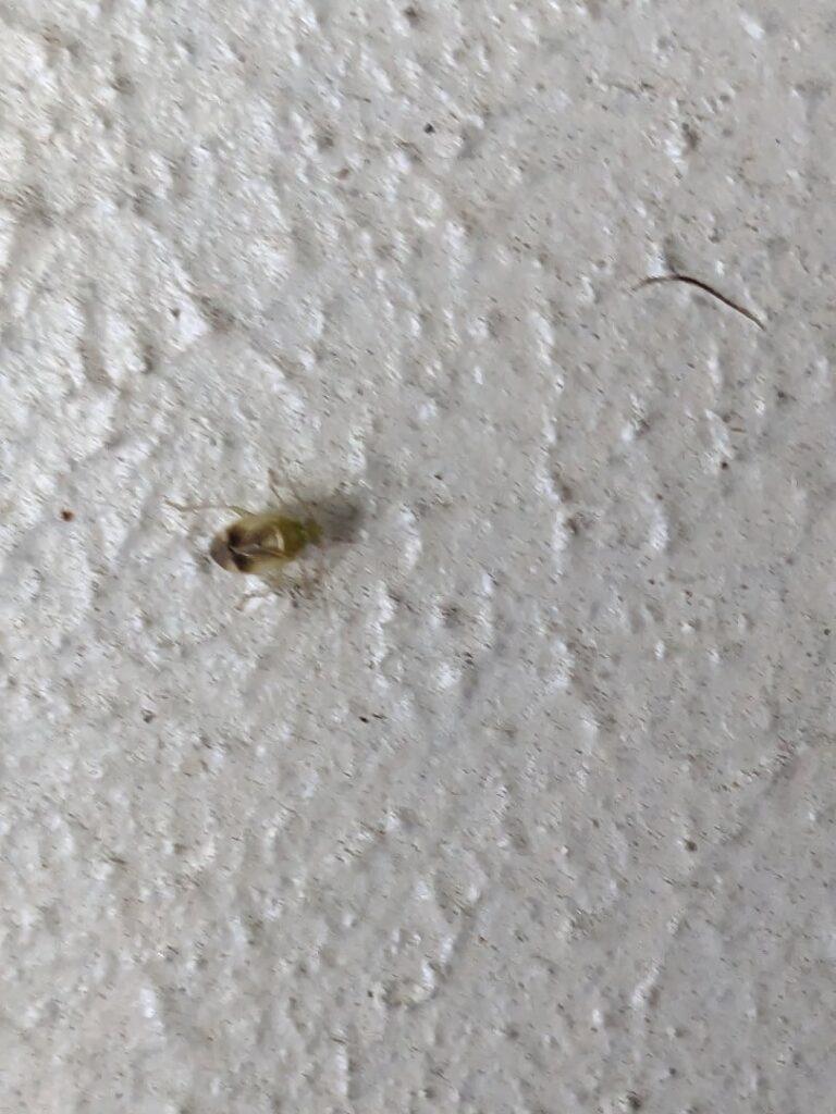 A small, light-colored insect, possibly a cockroach nymph, on a textured white surface, by Blue Rose Pest Control in Fremont, NE.