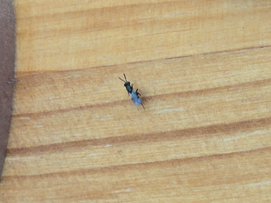 A close-up of a small insect on a wooden surface, indicating a potential pest issue for Berrett Pest Control Denver in Denver, CO.