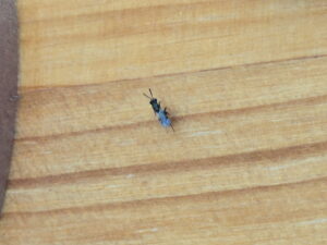 A close-up of a small insect on a wooden surface, indicating a potential pest issue for Berrett Pest Control Denver in Denver, CO.