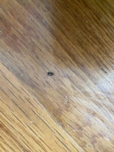 A small insect on a wooden floor, indicating a potential pest problem for Pura Pest Control in Greenville, SC
