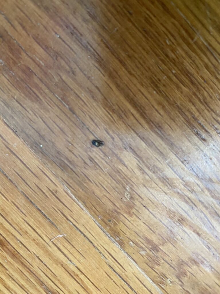 A small insect on a wooden floor, indicating a potential pest problem for Pura Pest Control in Greenville, SC
