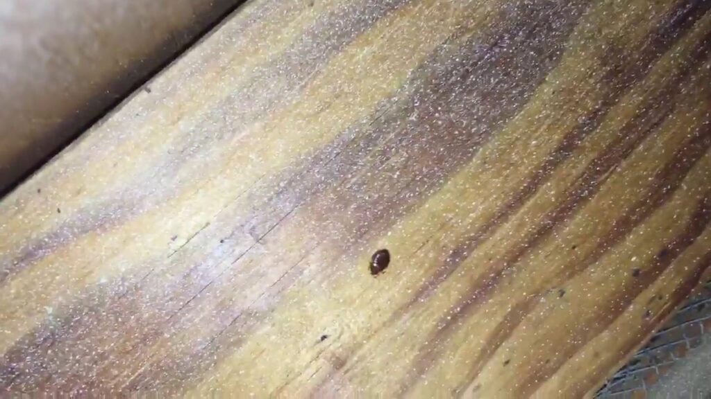 A small insect, possibly a bed bug, visible on a wooden surface, indicating a pest problem for Noosa Pest Management, LLC in Columbia, SC.