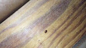 A small insect, possibly a bed bug, visible on a wooden surface, indicating a pest problem for Noosa Pest Management, LLC in Columbia, SC.