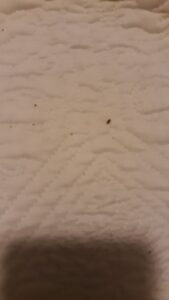 Small insects visible on a white surface, indicating a pest problem that Knox Pest Control can address in Columbus, GA.