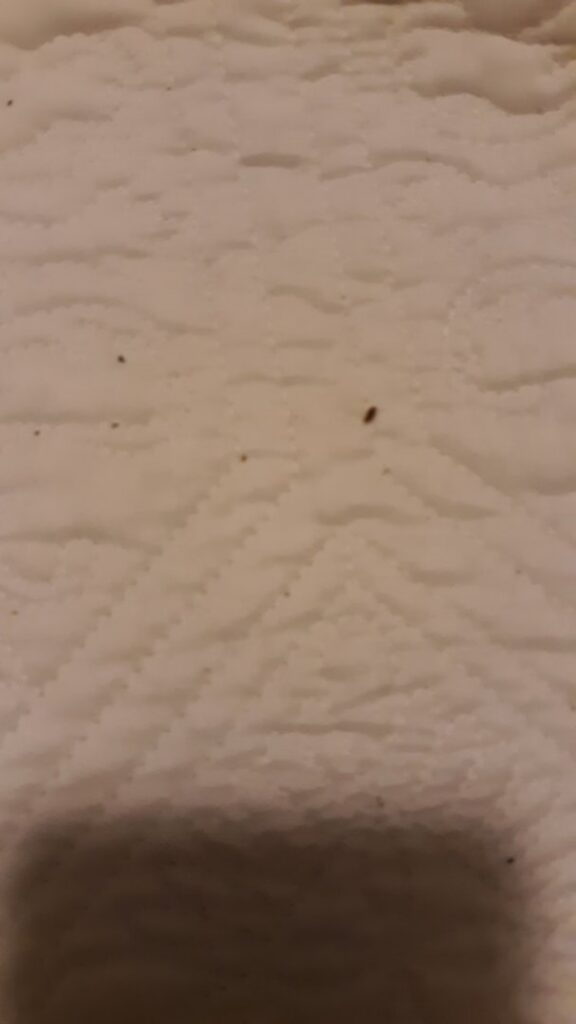 Small insects visible on a white surface, indicating a pest problem that Knox Pest Control can address in Columbus, GA.