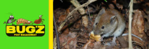 A small mouse eating outdoors, representing a common rodent pest managed by Bugz Pest Management in Plymouth, IN