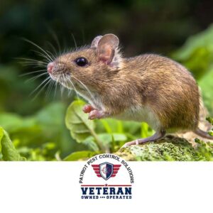 A small mouse on green foliage, representing a common rodent pest managed by Patriot Pest Control Solutions in Yakima, WA.