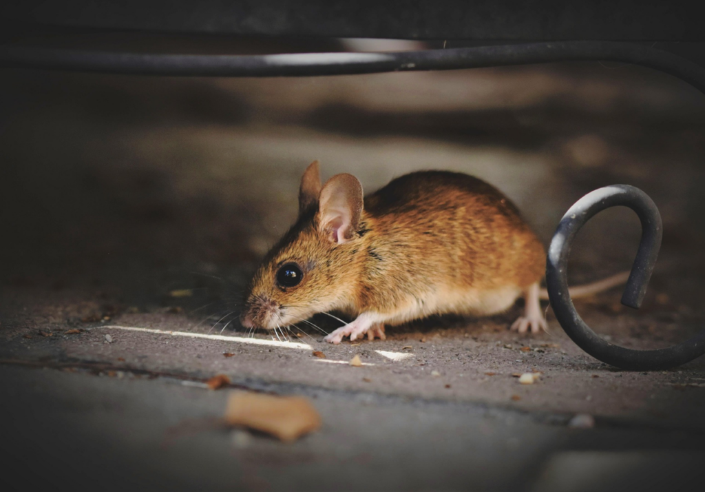 A small brown mouse on the ground, indicating a potential pest issue for Eco Advantage Termite and Pest Solutions in Fayetteville, NC