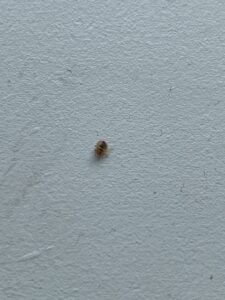 A small pest insect on a white wall, indicating a pest issue addressed by Rogue Valley Extermination & Pest Control in Medford, OR.