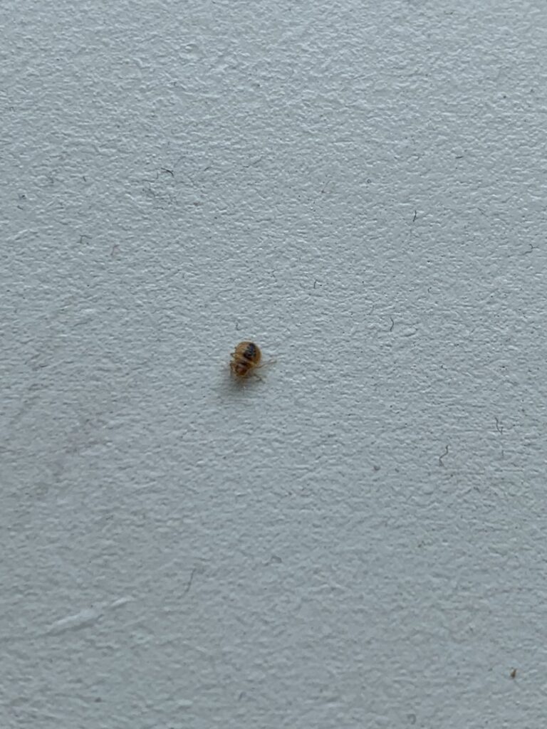 A small pest insect on a white wall, indicating a pest issue addressed by Rogue Valley Extermination & Pest Control in Medford, OR.