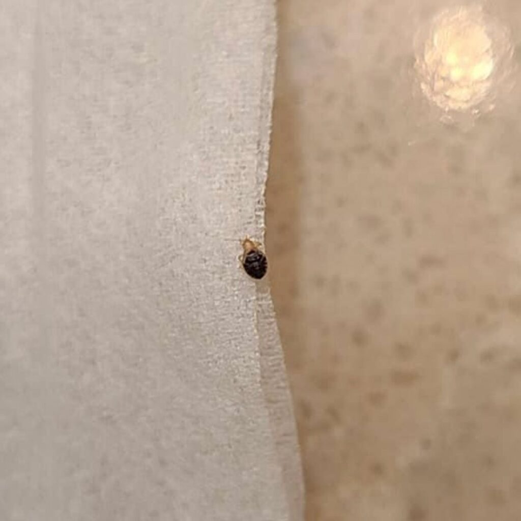 A small pest insect on a white surface, indicating a bed bug or similar issue for Pura Pest Control in Greenville, SC