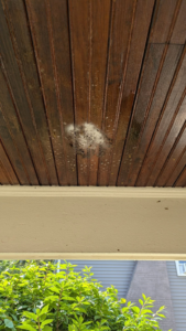 A small pest nest or insect activity visible on a wooden ceiling, indicating a pest control service by Kulyk Exterminators Inc in Buffalo, NY.