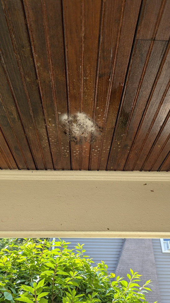 A small pest nest or insect activity visible on a wooden ceiling, indicating a pest control service by Kulyk Exterminators Inc in Buffalo, NY.