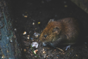 A small rodent, possibly a mouse or vole, on the ground, representing a common pest issue addressed by Serfco Termite & Pest Control in Bentonville, AR.