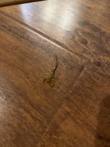 A small scorpion on a wooden floor, representing scorpion control services provided by Bernard's Pest in Glendale, AZ.