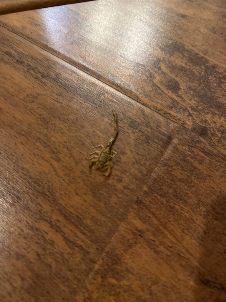 A small scorpion on a wooden floor, representing scorpion control services provided by Bernard's Pest in Glendale, AZ.