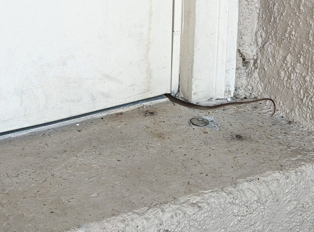 A small snake found at a doorway threshold, indicating a wildlife control service by The Wildlife Whisperer Inc in Cape Coral, FL