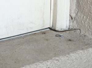 A small snake found at a doorway threshold, indicating a wildlife control service by The Wildlife Whisperer Inc in Cape Coral, FL