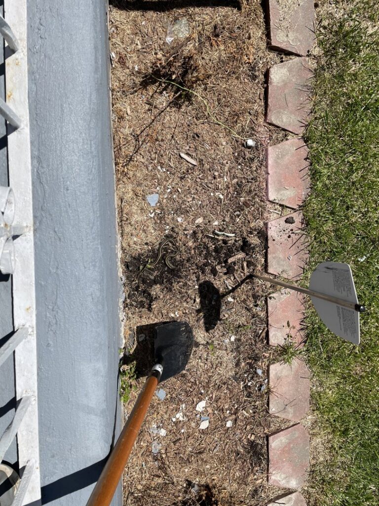 A small garter snake visible in a garden bed, indicating a potential wildlife control job for Leave Me Bee Pest Control, Inc. in Aurora, IL.
