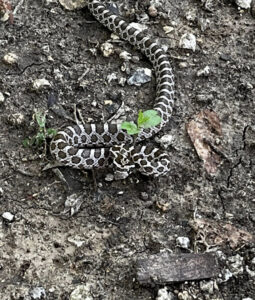 A small patterned snake on the ground, requiring wildlife removal services from Dallas Fort Worth Wildlife Control in Hurst, TX.