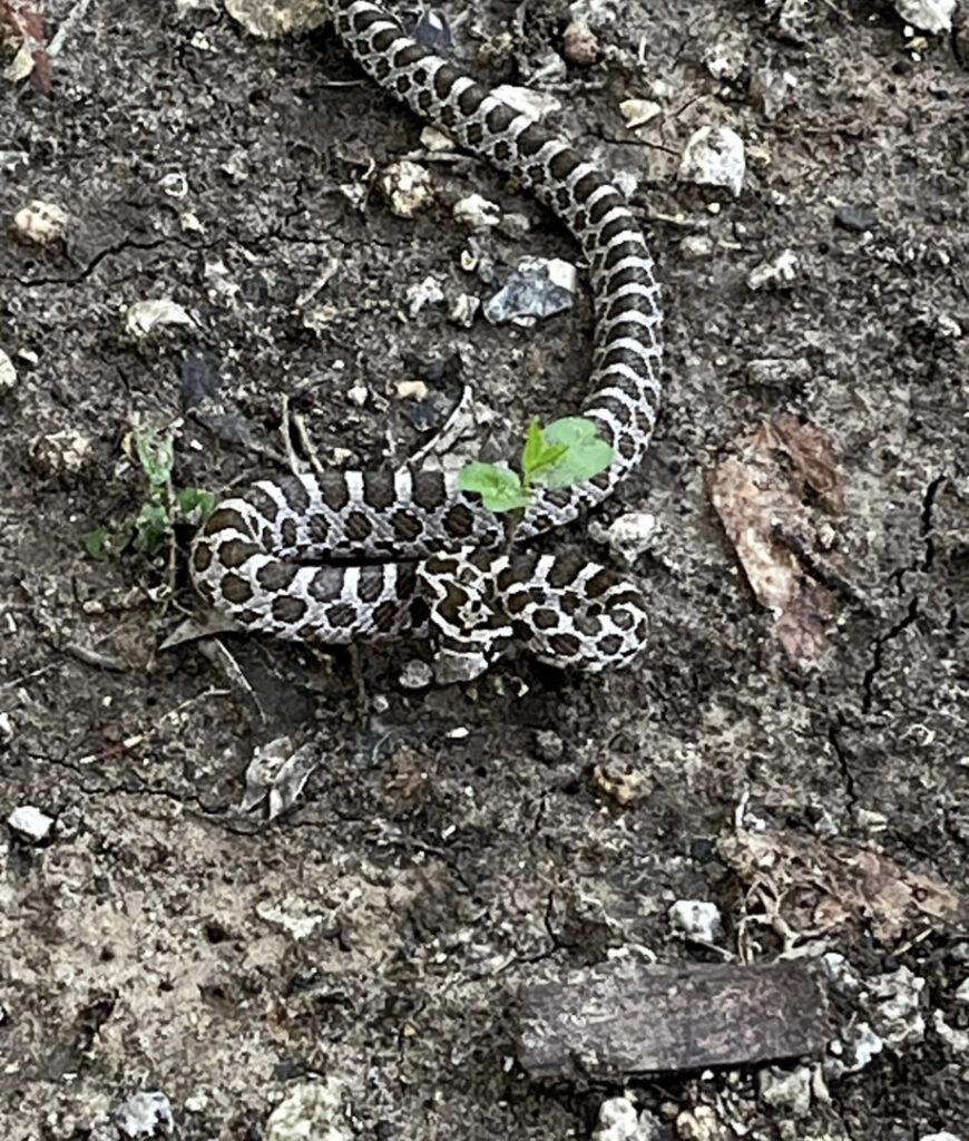 A small patterned snake on the ground, requiring wildlife removal services from Dallas Fort Worth Wildlife Control in Hurst, TX.