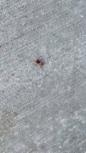 A small spider crawling on a concrete surface, indicating a pest control concern for Nature Shield Pest & Lawn in Meridian, ID.