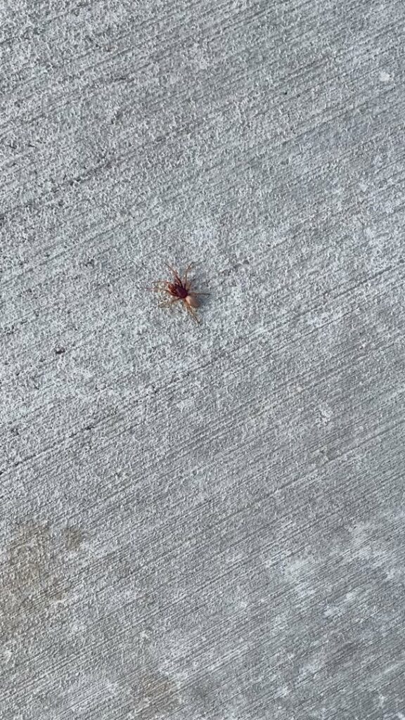 A small spider crawling on a concrete surface, indicating a pest control concern for Nature Shield Pest & Lawn in Meridian, ID.
