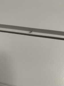 A small spider on a white wall, indicating a potential pest issue for Bulwark Exterminating in Greensboro, NC.